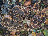 Stuftenförmige Lamellenpilzgruppe in graubraun mit weißem Rand